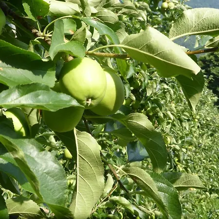 Appartement Oberschoeberlehof *