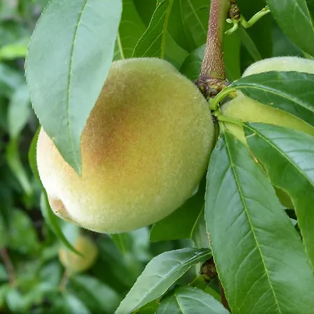 Oberschoeberlehof メラーノ