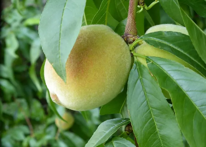 Oberschoeberlehof 梅拉诺